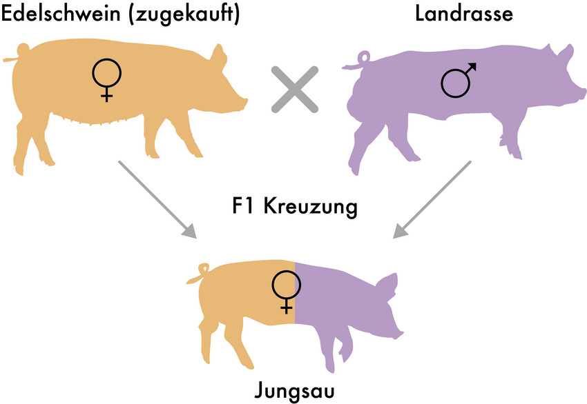 Grafik: Eigenremontierung mit Zukauf Großelterntiere