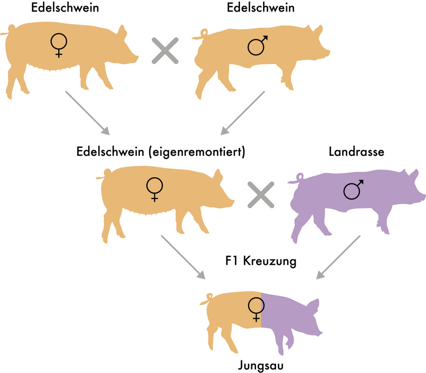 Grafik: Eigene Eigenremontierung der Großelterntiere